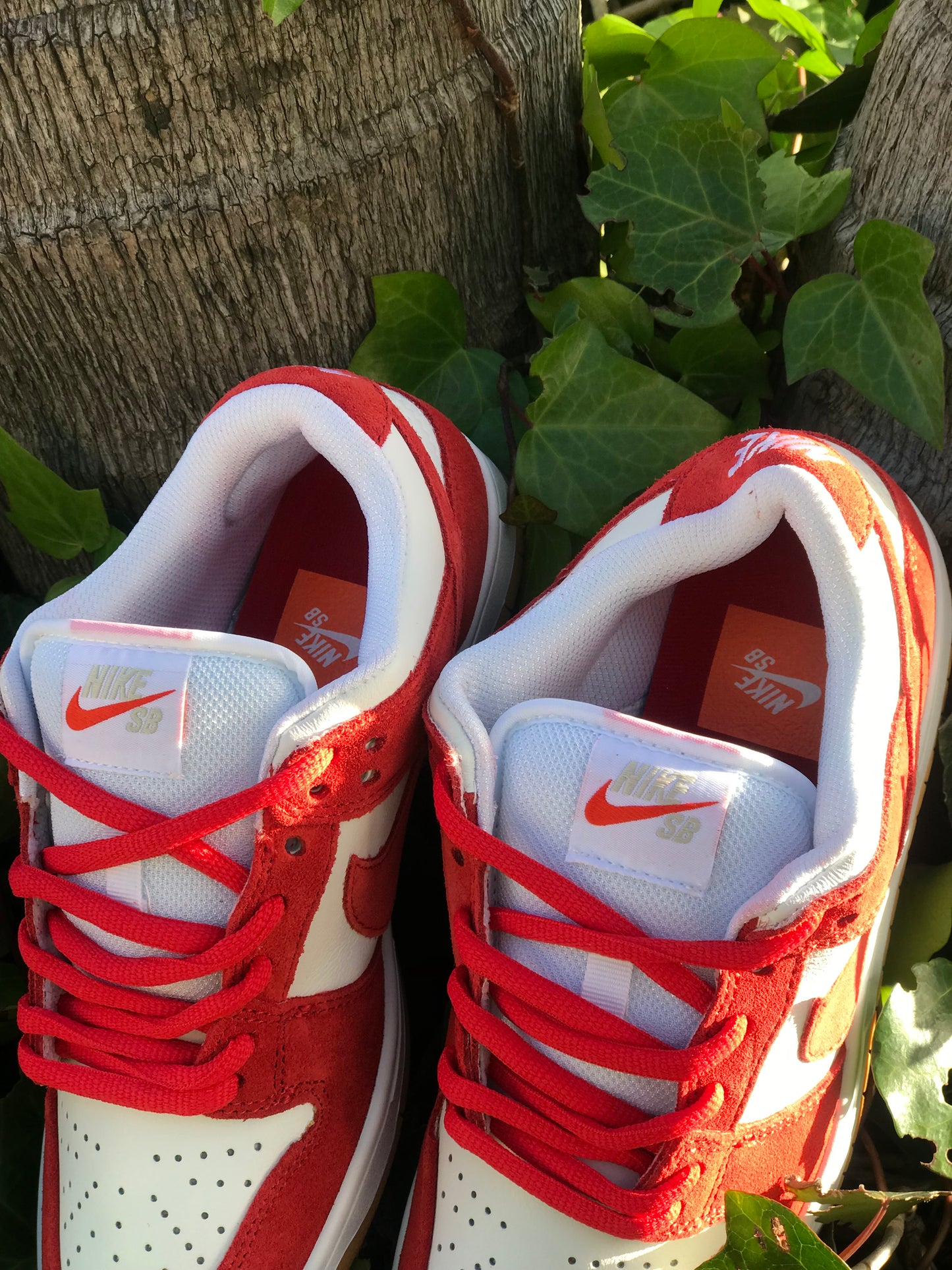 Nike SB Dunk Low "University Red Gum"